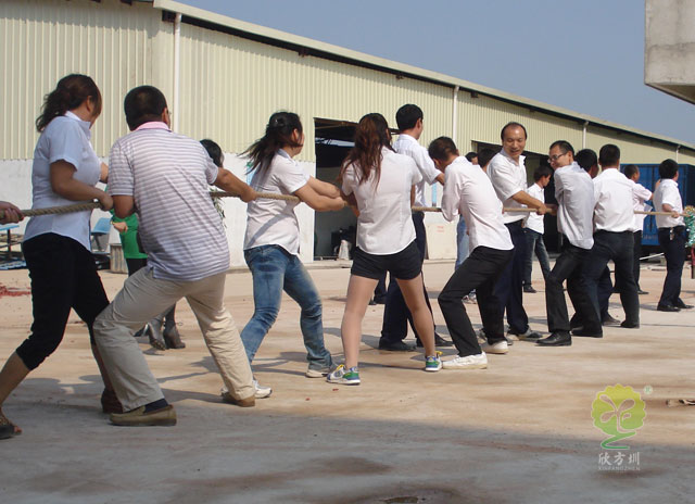 工厂拔河比赛实景图